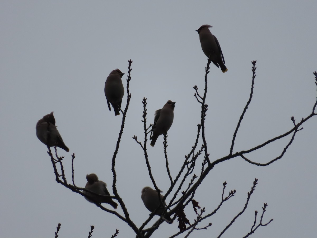 Bohemian Waxwing - ML646837026