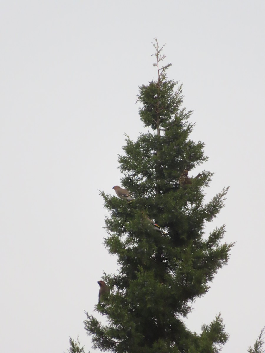 Bohemian Waxwing - ML646837027