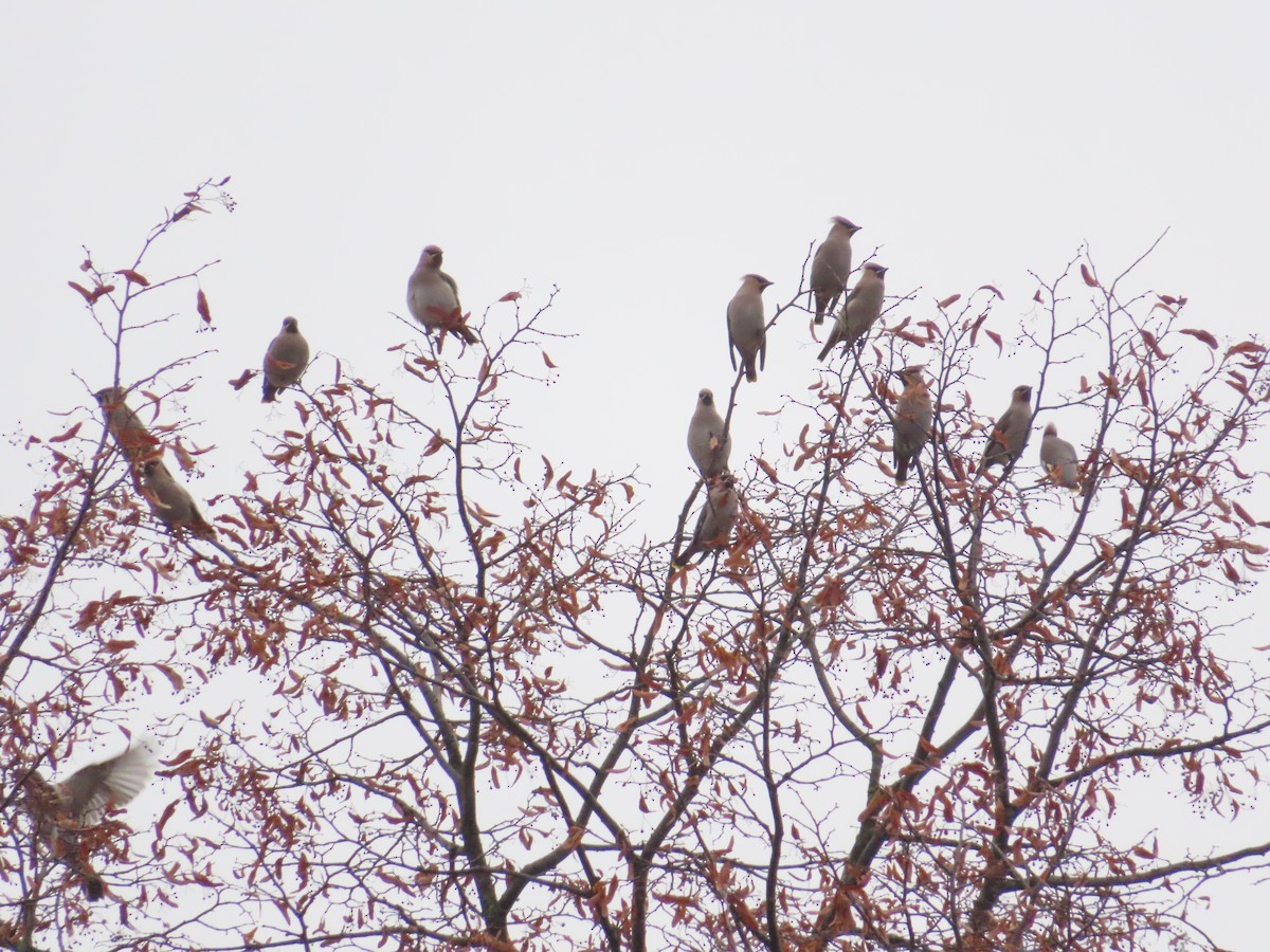 Bohemian Waxwing - ML646837028