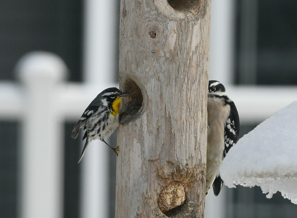 Yellow-throated Warbler - ML646837032