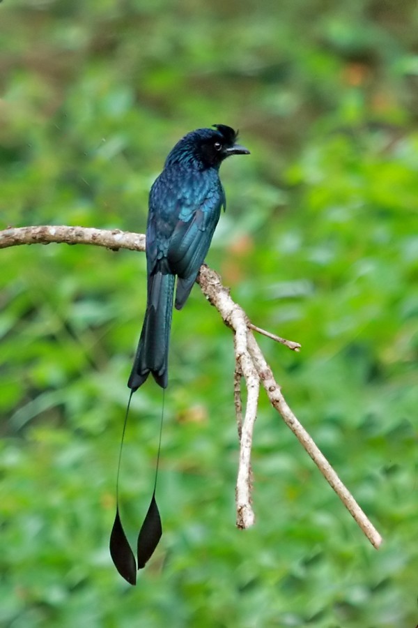 Greater Racket-tailed Drongo - ML646837033