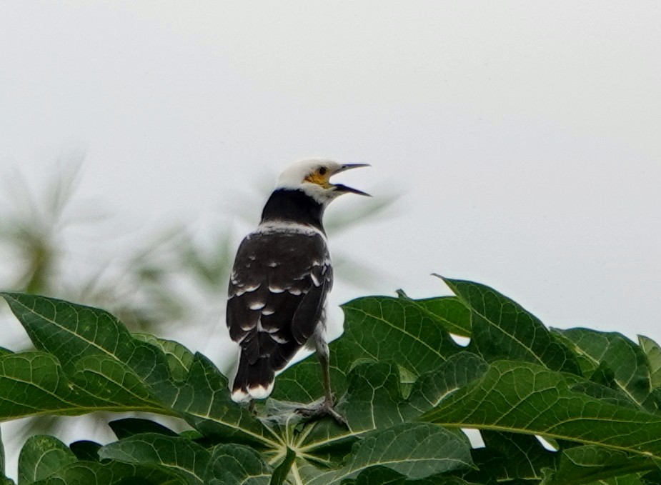 Шпак чорношиїй - ML646837034