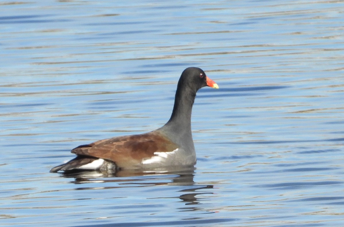 Курочка латиноамериканська - ML646837035