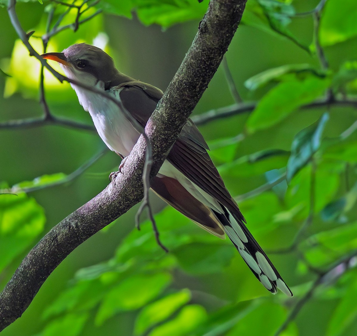קוקיה צהובת-מקור - ML646837037