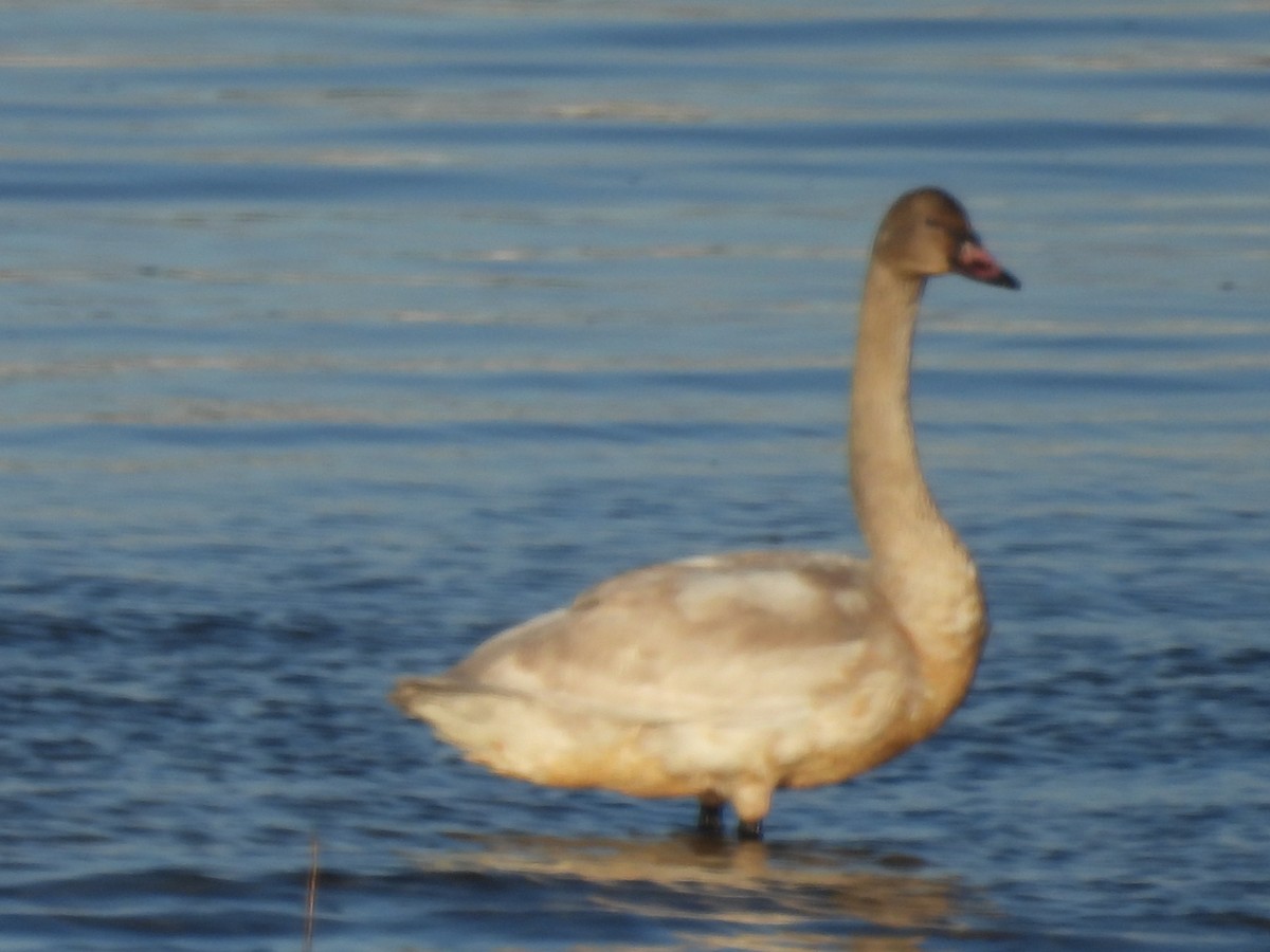 Лебідь чорнодзьобий - ML646837038