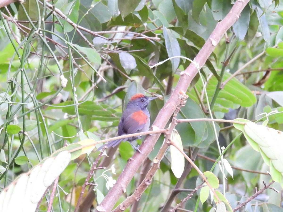 Slaty Spinetail - ML646837039