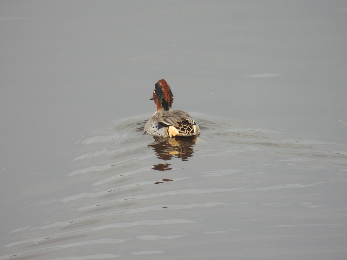 コガモ（亜種 コガモ） - ML646837042