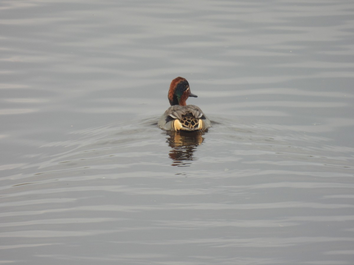 コガモ（亜種 コガモ） - ML646837043