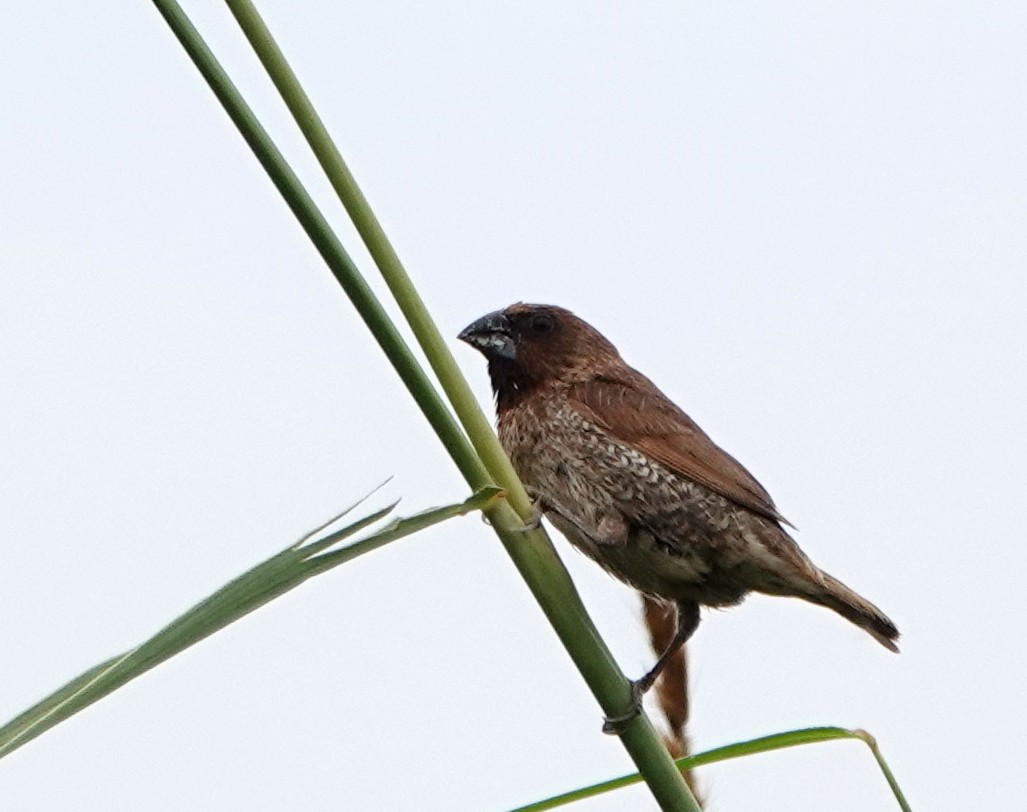 Мунія іржаста - ML646837044