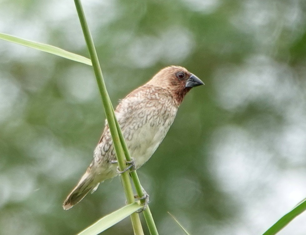 Мунія іржаста - ML646837045