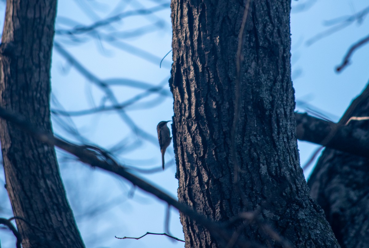 Brown Creeper - ML646837047