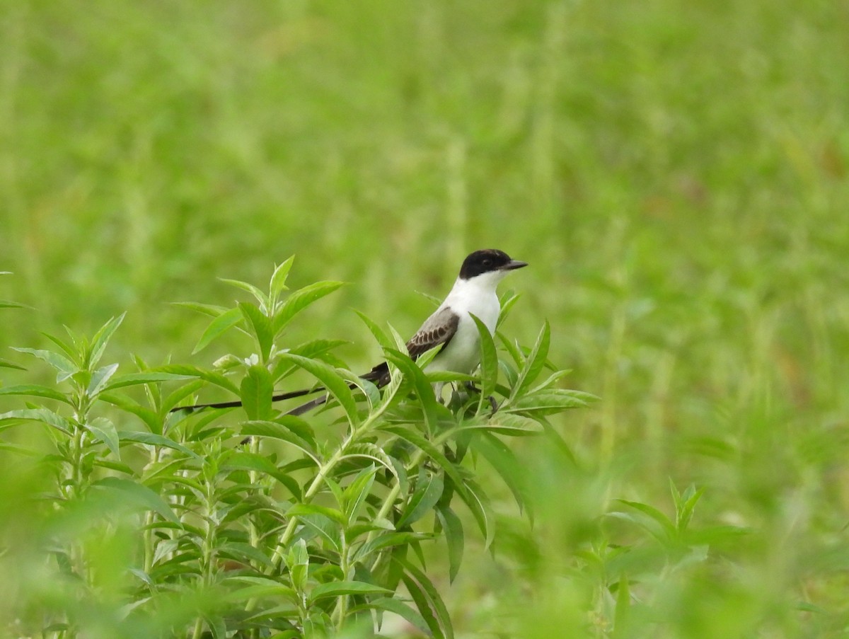Fork-tailed Flycatcher - ML646837051