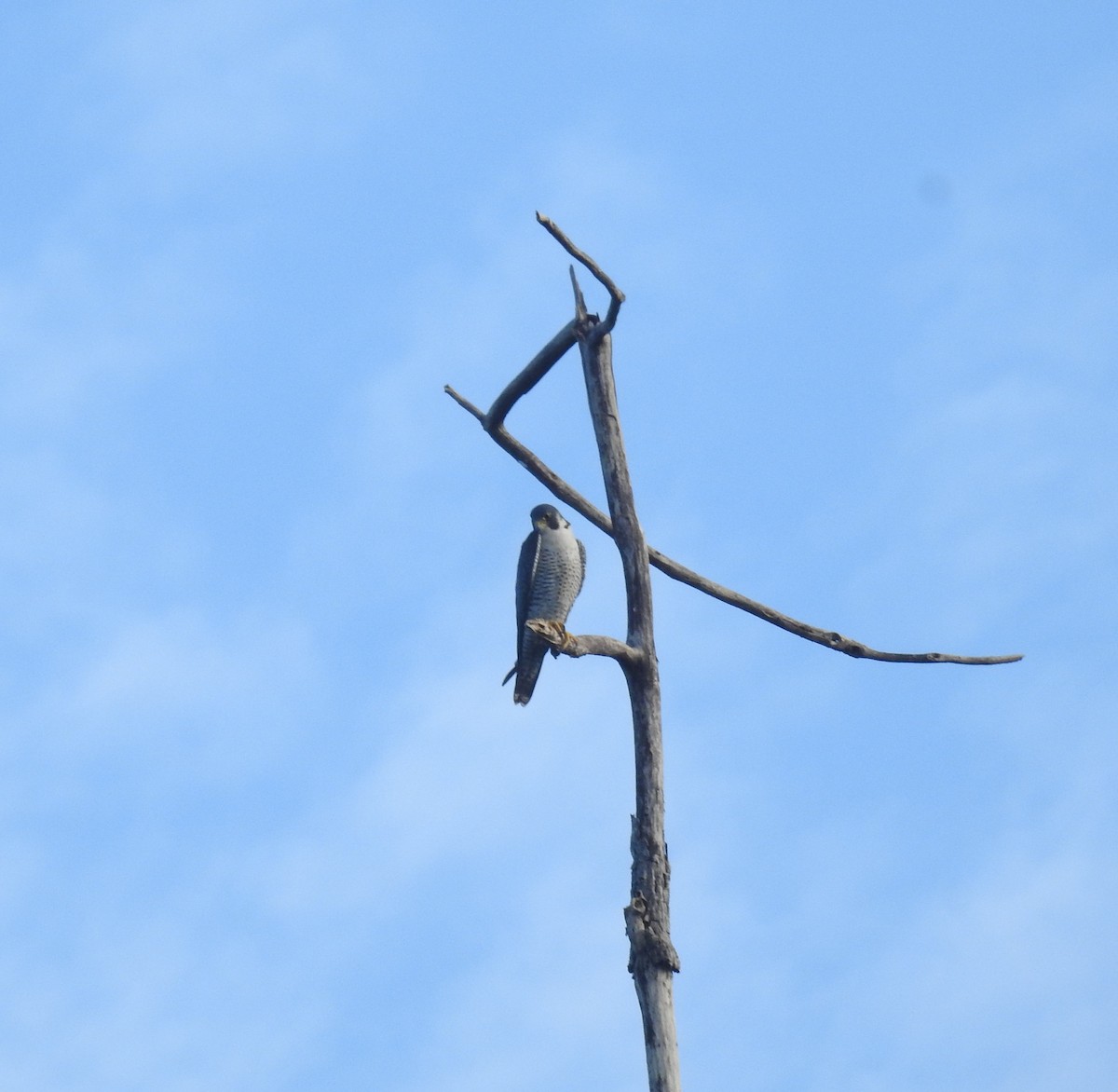 Peregrine Falcon - ML646837052