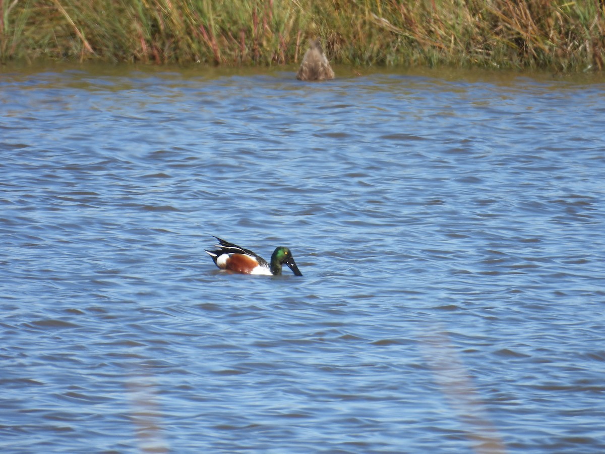 Northern Shoveler - ML646837053
