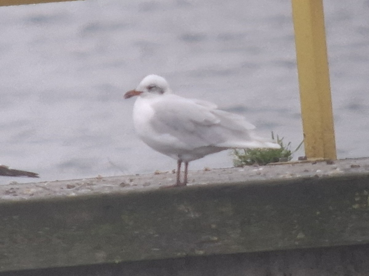Mediterranean Gull - ML646837054