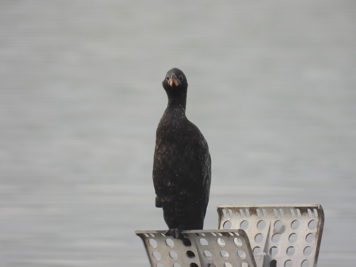 コビトウ - ML646837056