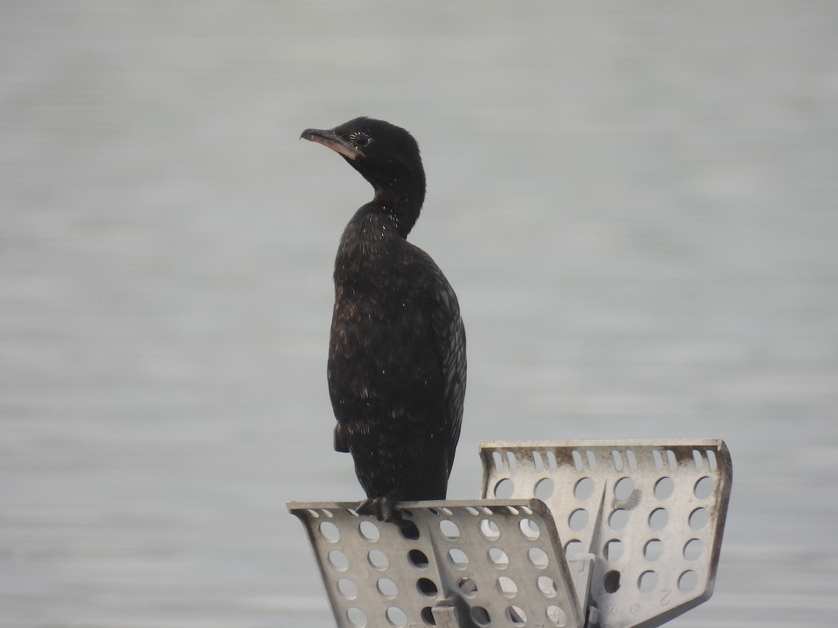 コビトウ - ML646837057