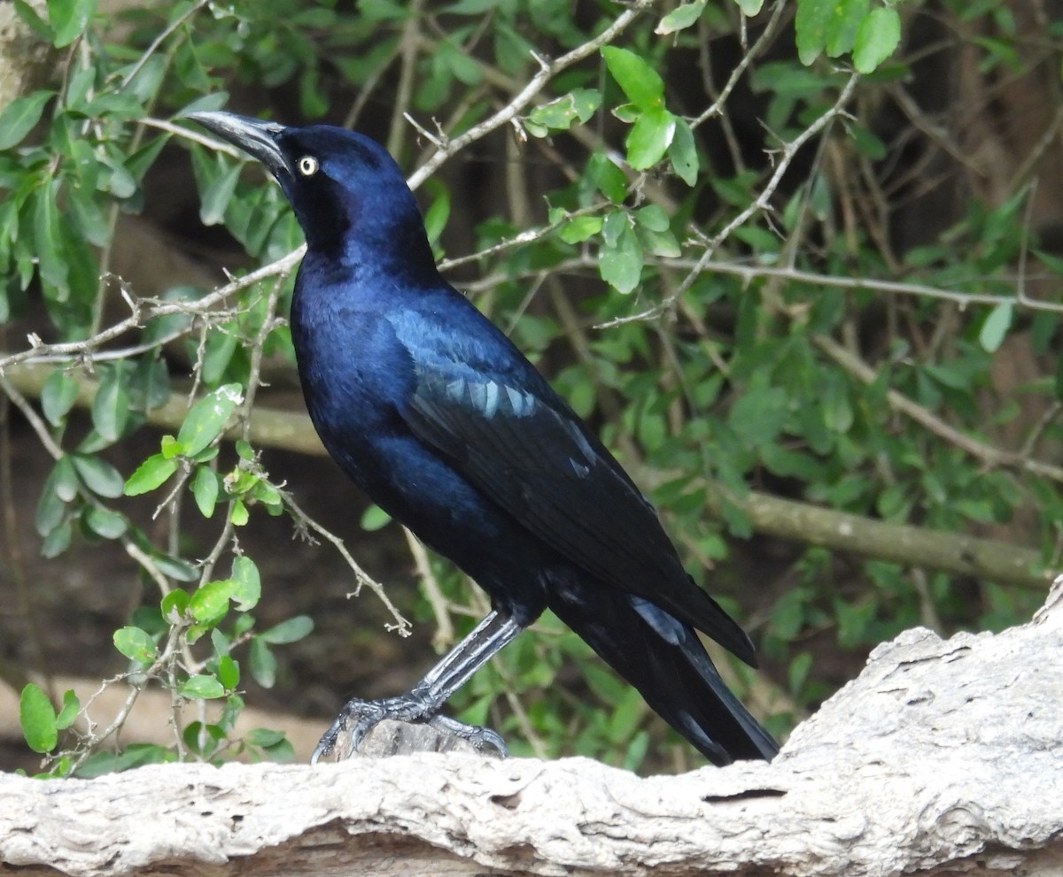 Zanate Mexicano - ML646837065