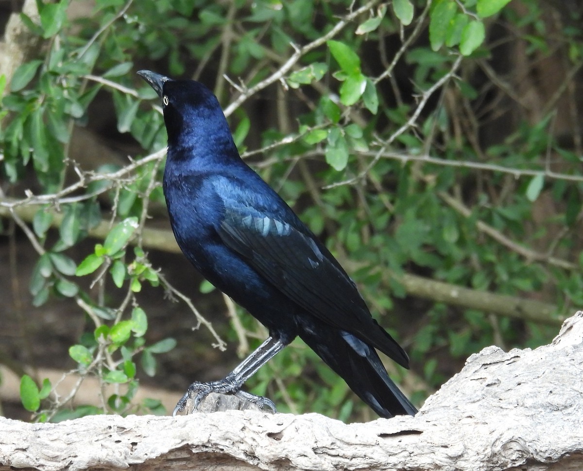 Zanate Mexicano - ML646837066