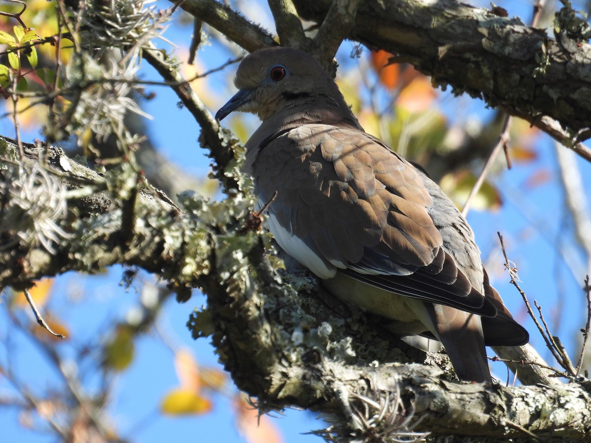 White-winged Dove - ML646837067