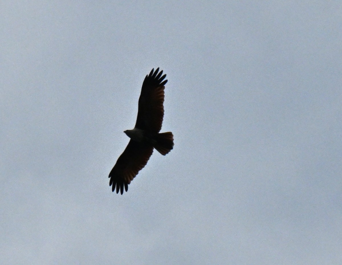 Brahminy Kite - ML646837069