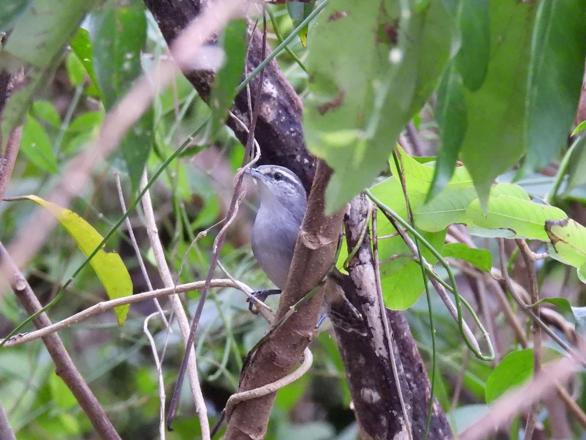 Canebrake Wren - ML646837072