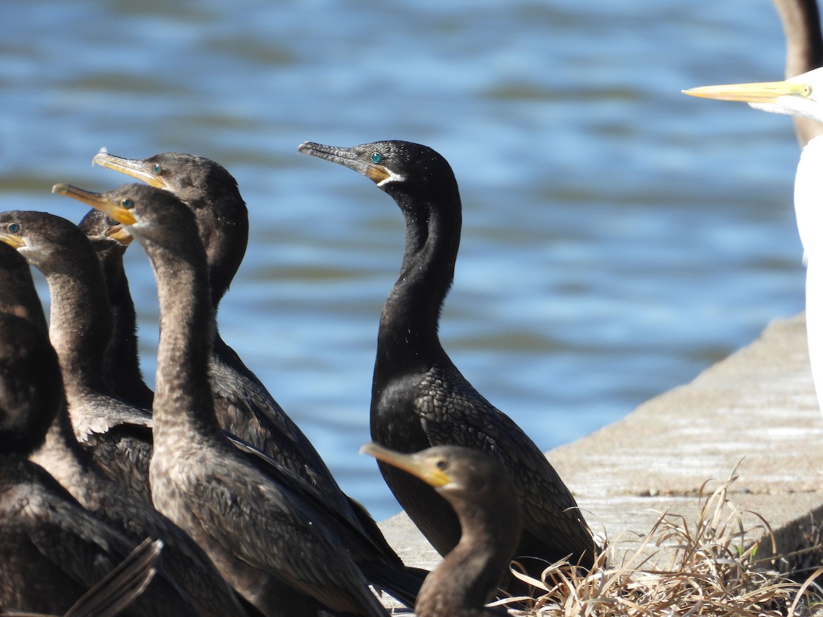 Neotropic Cormorant - ML646837073