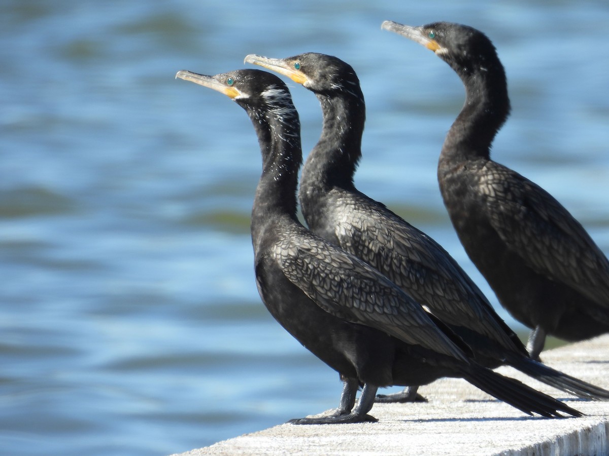 Neotropic Cormorant - ML646837074