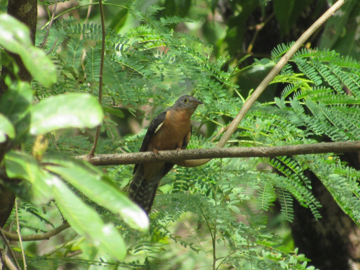 Sunda Brush Cuckoo - ML646837075