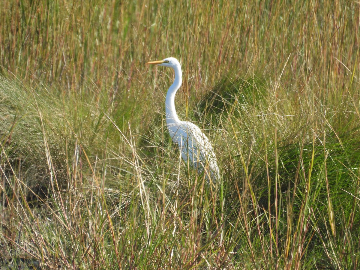 Great Egret (American) - ML646837078
