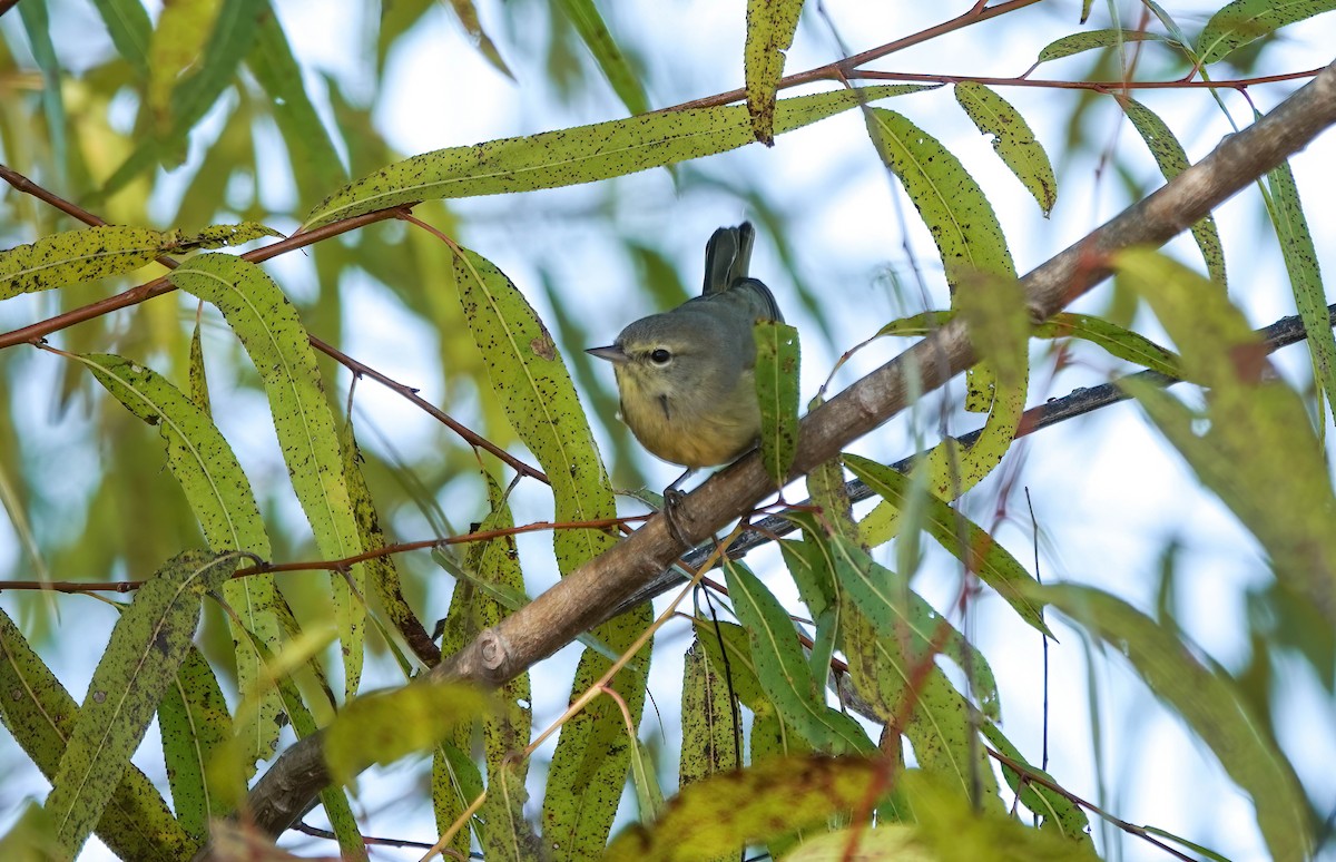 Orange-crowned Warbler - ML646837079