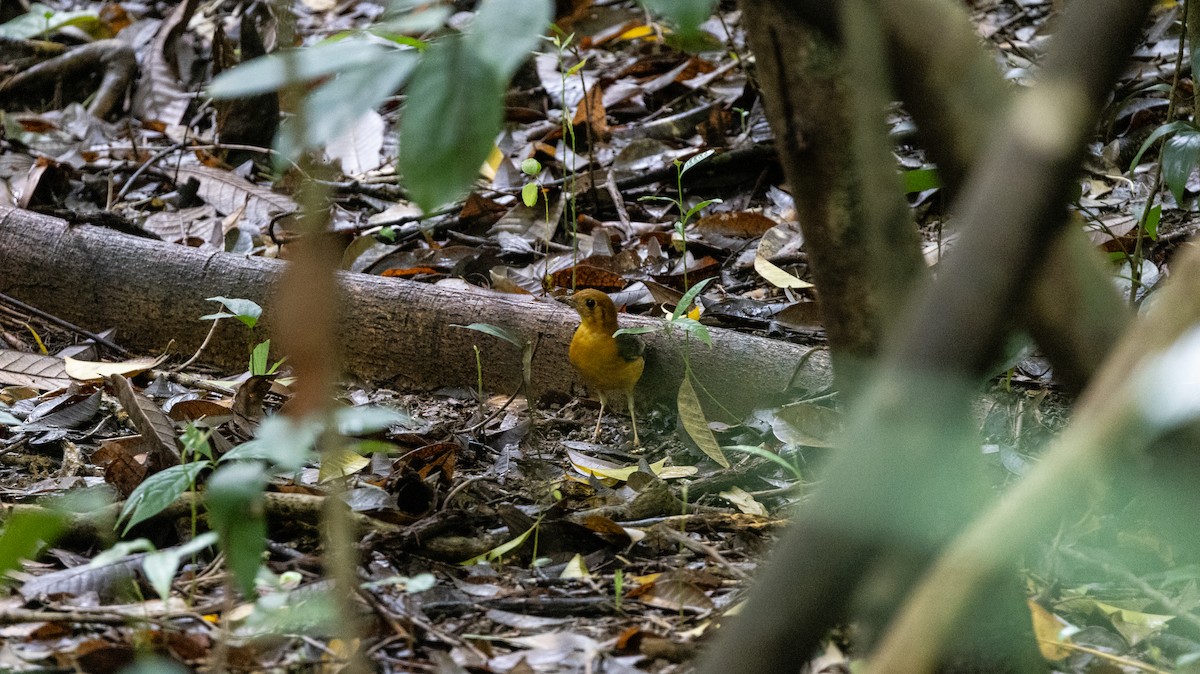 Orange-headed Thrush - ML646837085