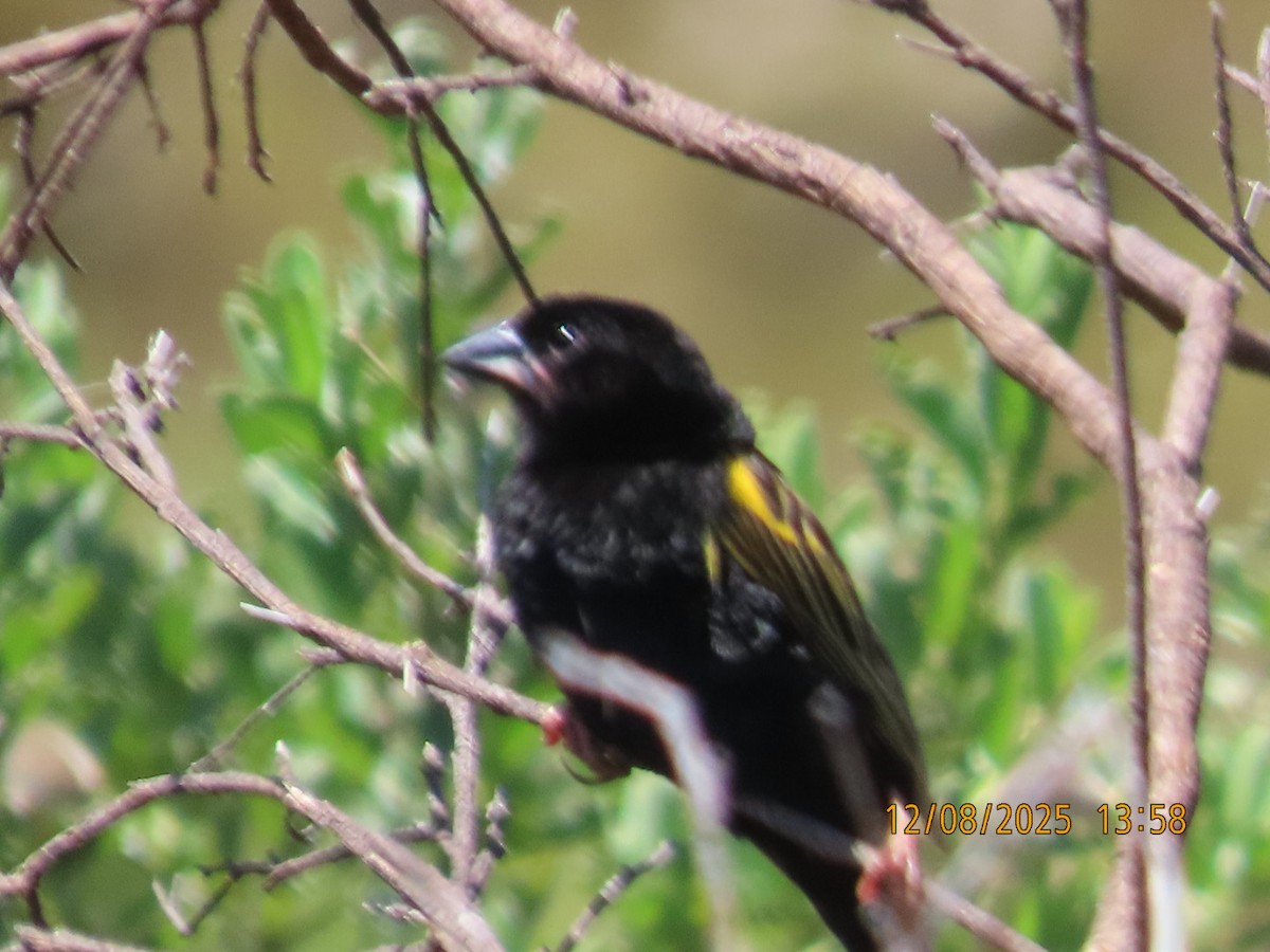 Obispo Culigualdo - ML646837087