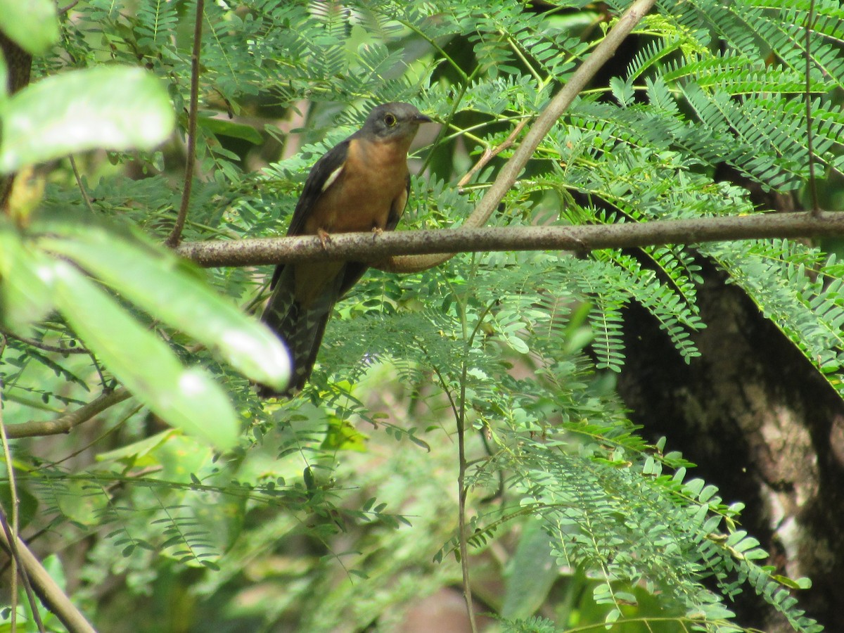 Sunda Brush Cuckoo - ML646837088