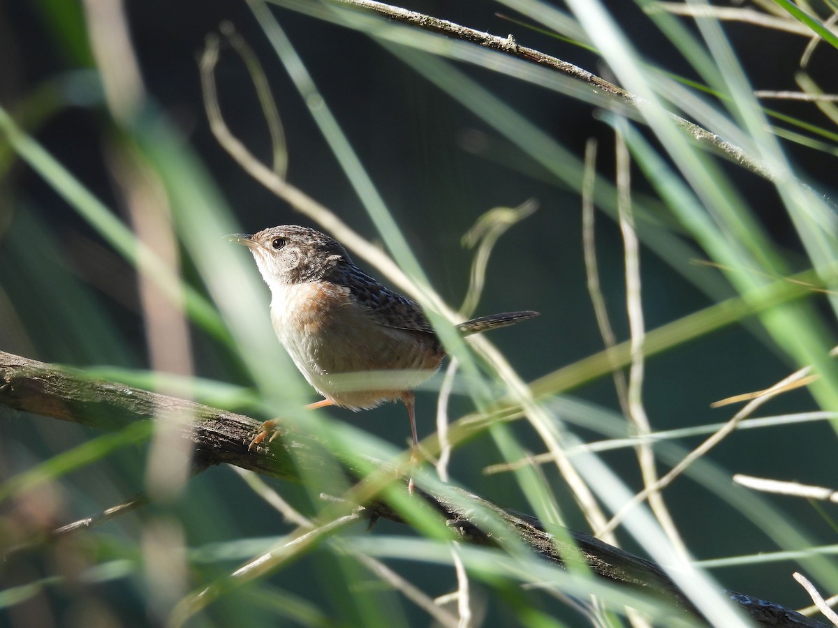 Cucarachero Culibarrado - ML646837089