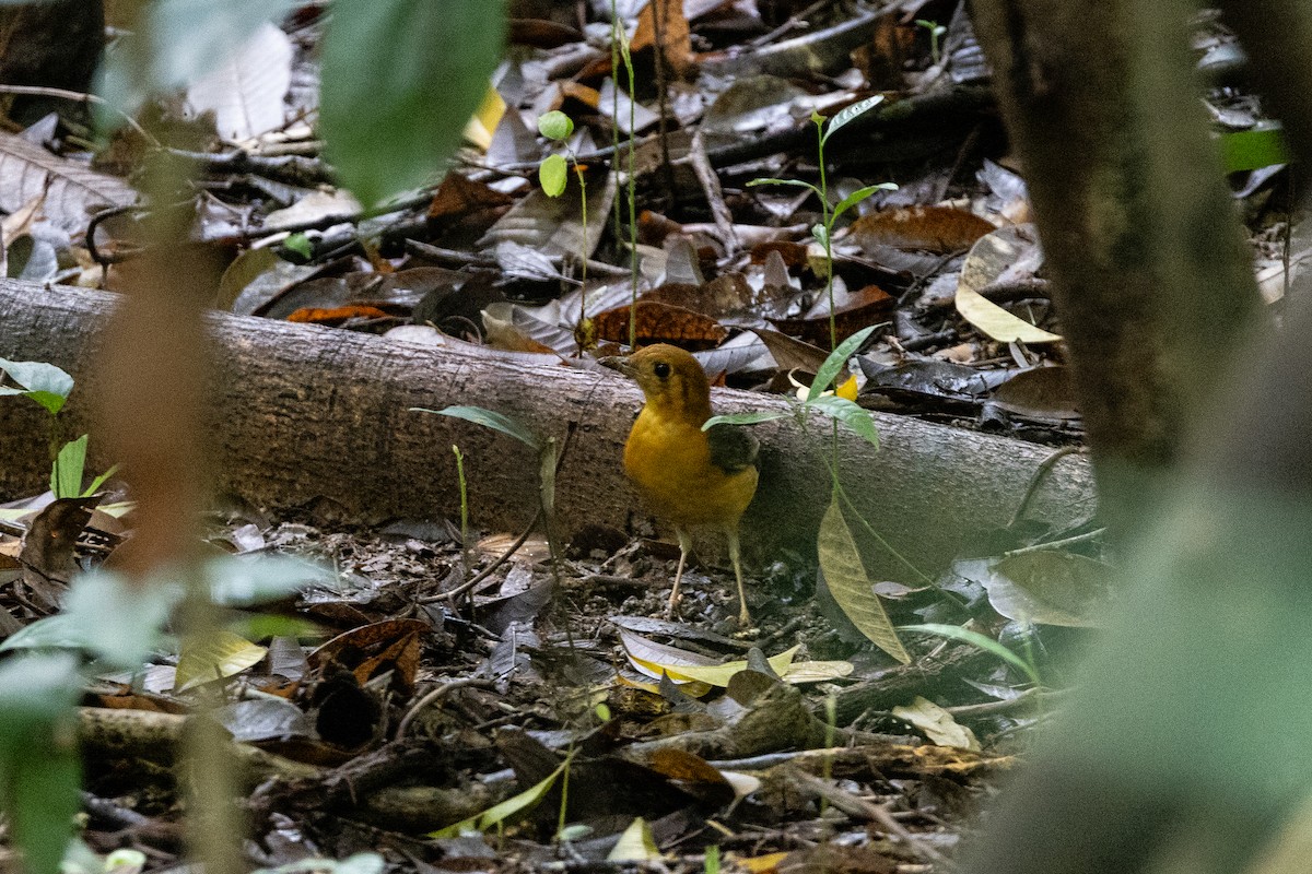 Orange-headed Thrush - ML646837091
