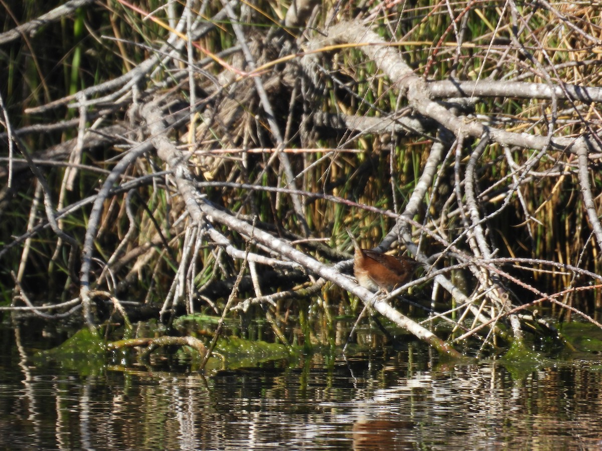 Marsh Wren - ML646837092