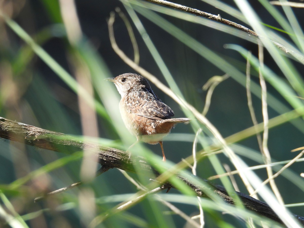 Cucarachero Culibarrado - ML646837094