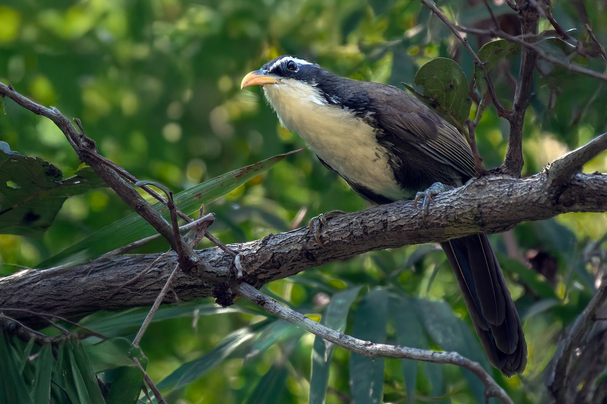 Cimitarra India - ML646837095