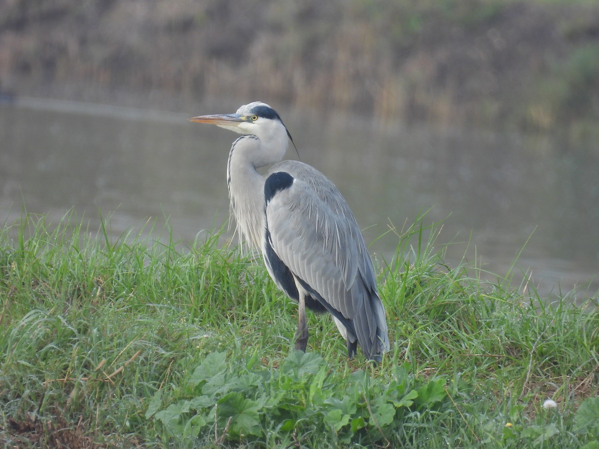 アオサギ - ML646837096