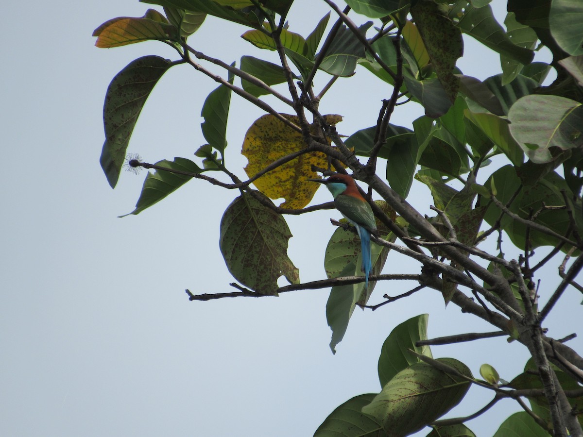 Rufous-crowned Bee-eater - ML646837097