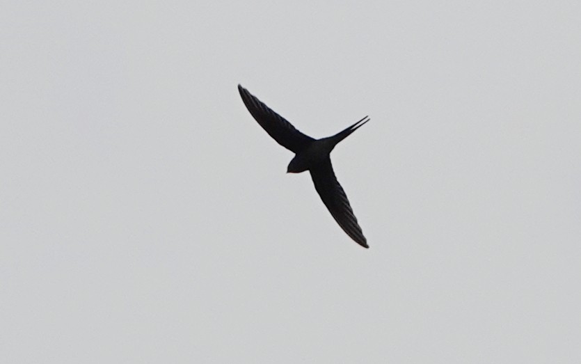 Asian Palm Swift - ML646837098