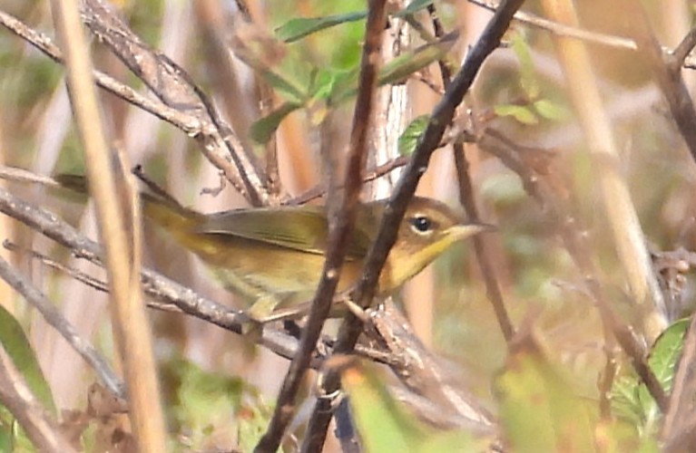 Common Yellowthroat - ML646837099