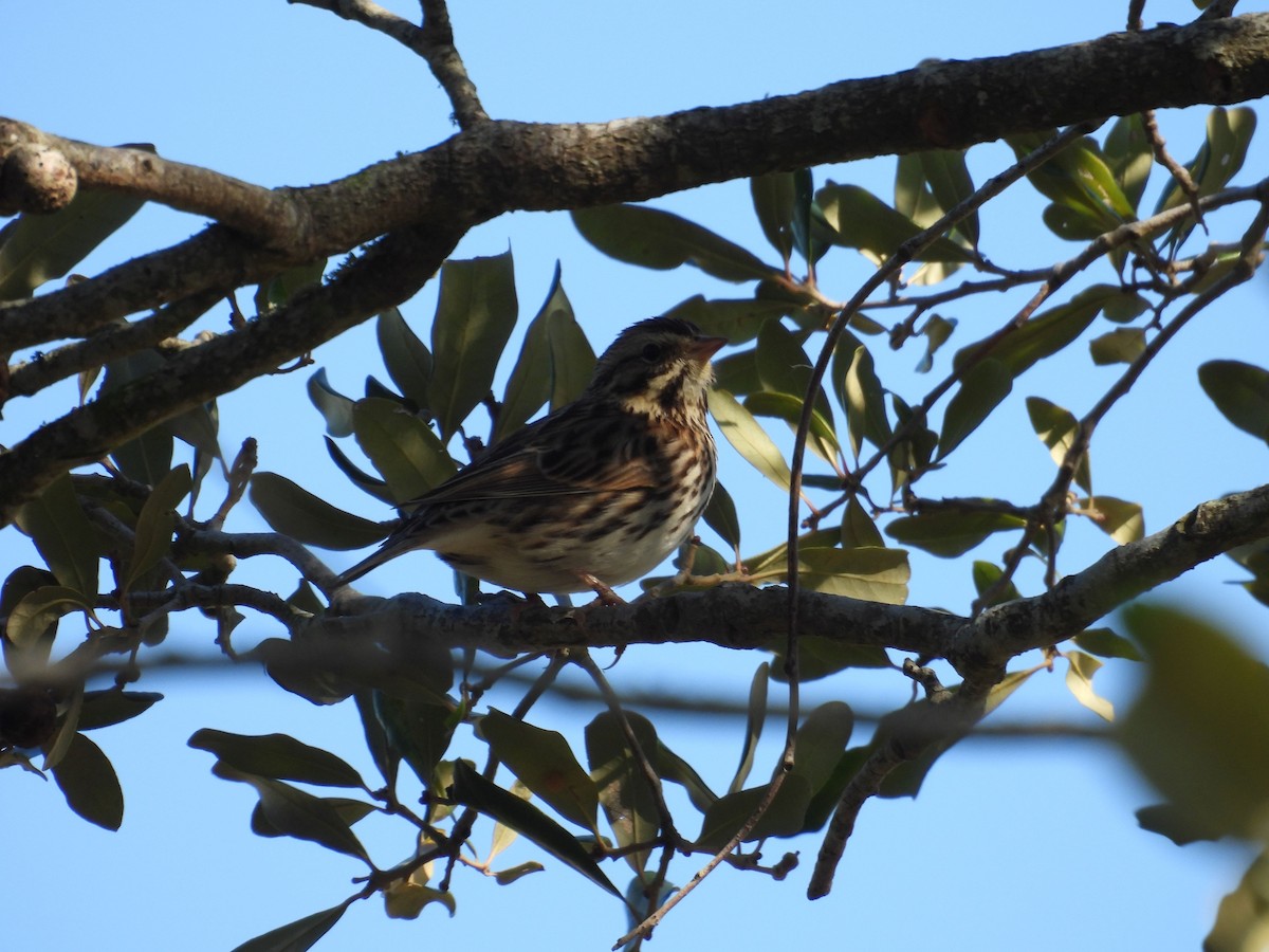 Savannah Sparrow - ML646837101