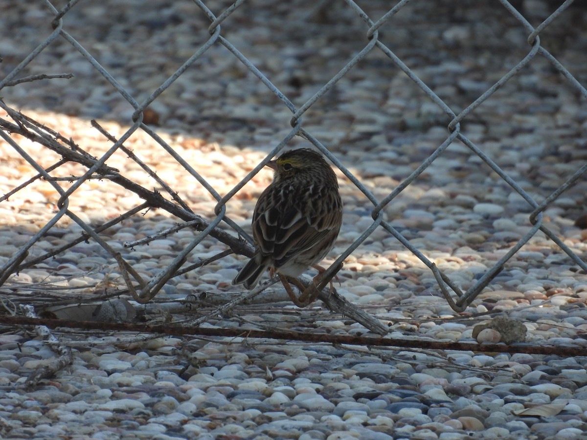 Savannah Sparrow - ML646837102