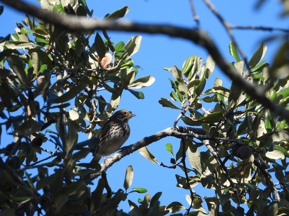 Savannah Sparrow - ML646837103