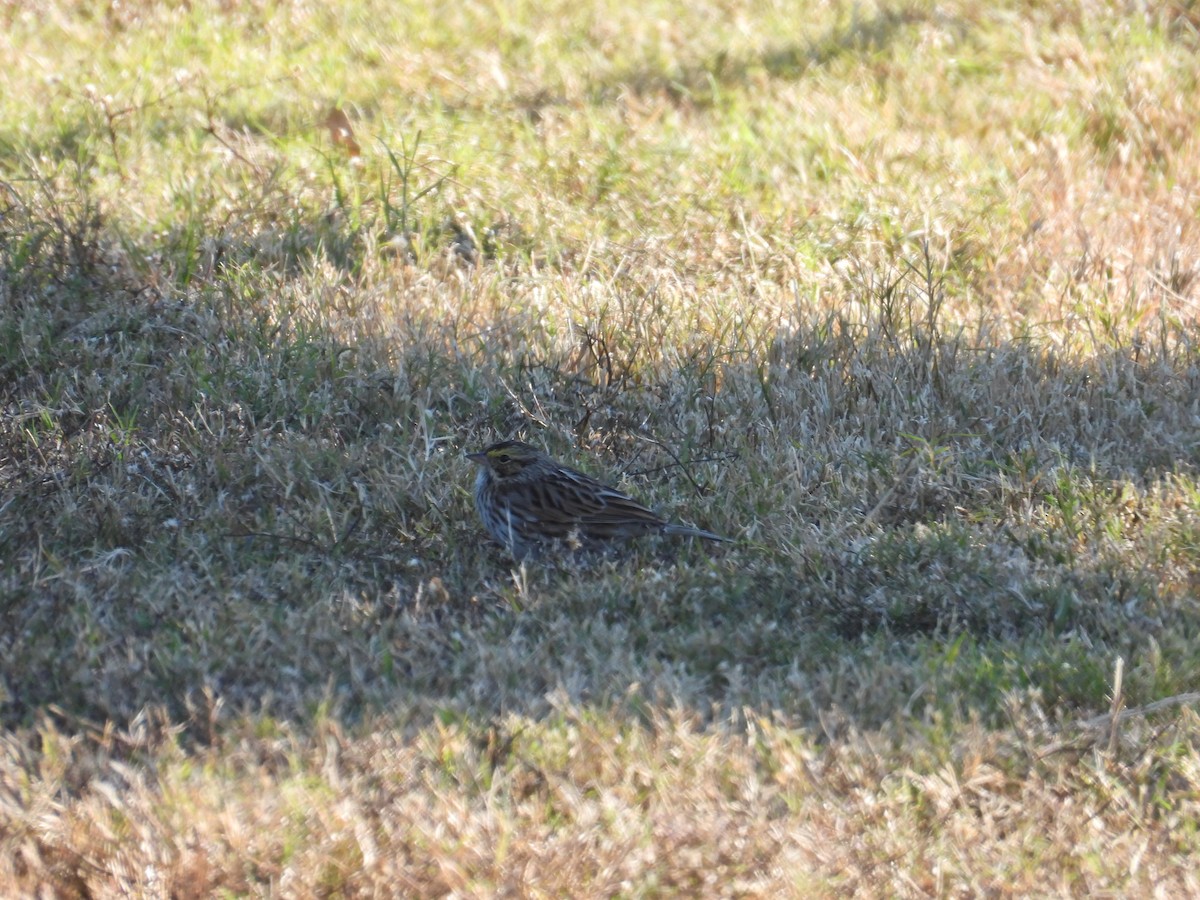 Savannah Sparrow - ML646837104