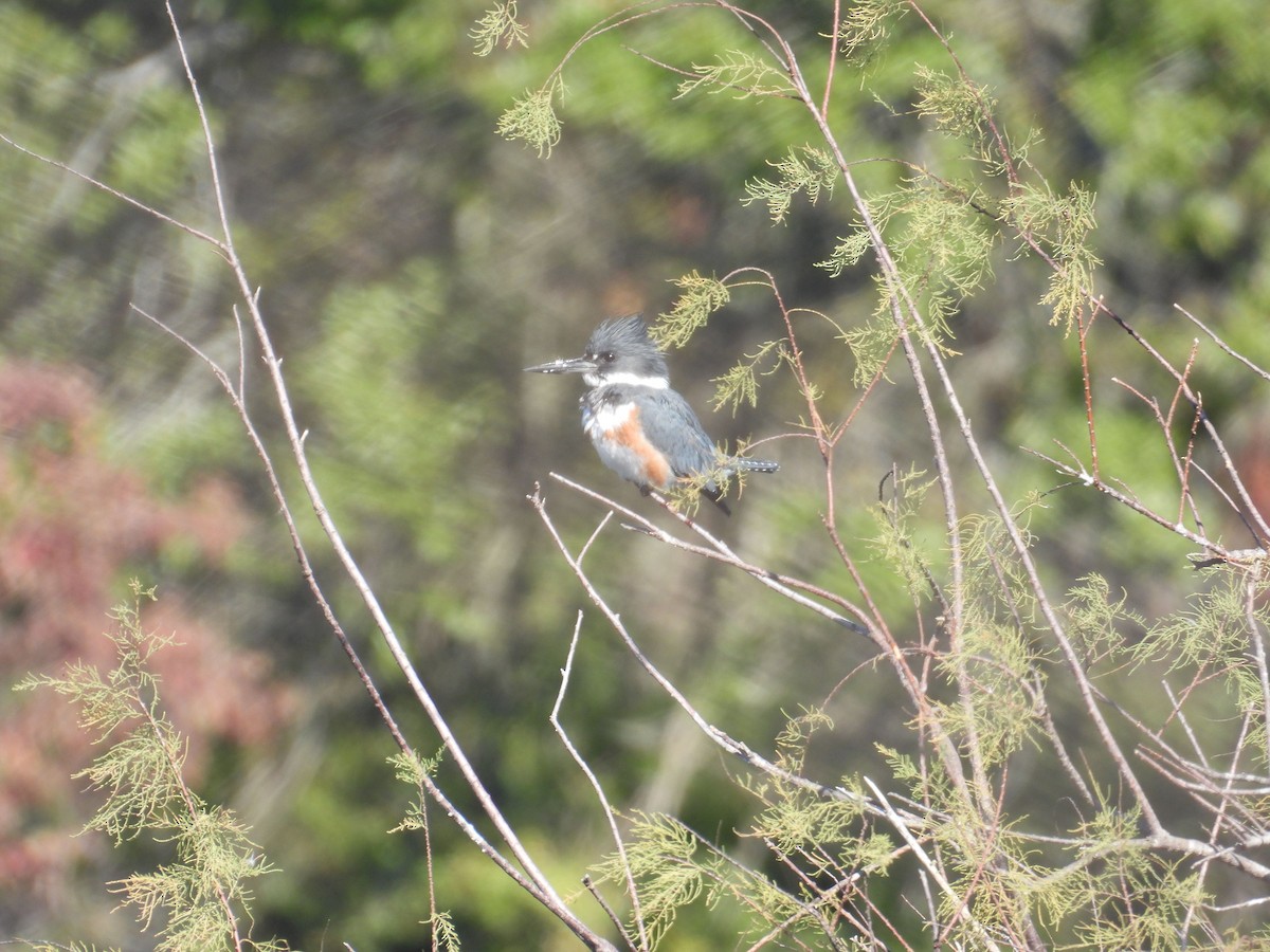 Belted Kingfisher - ML646837105