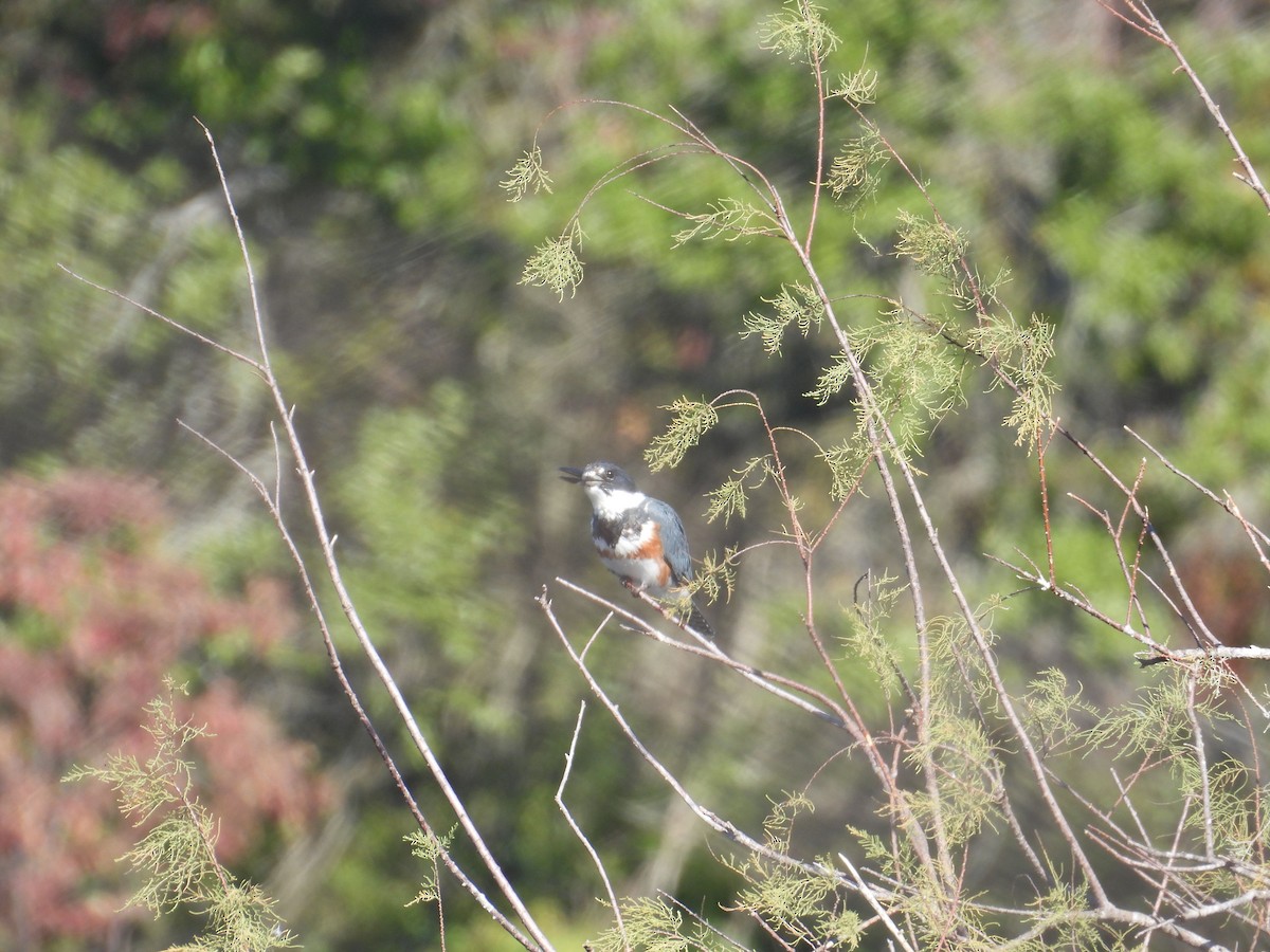 Belted Kingfisher - ML646837106