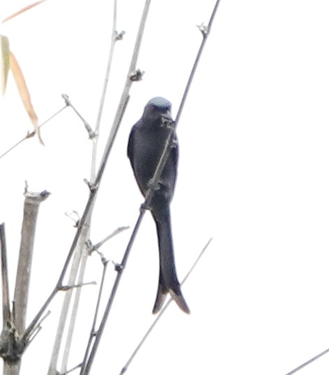 ハイイロオウチュウ - ML646837107